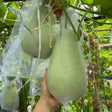 將圖片載入圖庫檢視器 有機葫蘆瓜 Organic Bottle Gourd