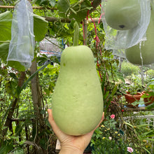 將圖片載入圖庫檢視器 有機葫蘆瓜 Organic Bottle Gourd
