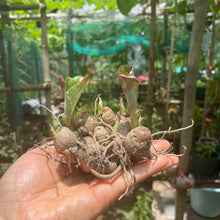 將圖片載入圖庫檢視器 有機沙薑 Organic Sand Ginger 100g