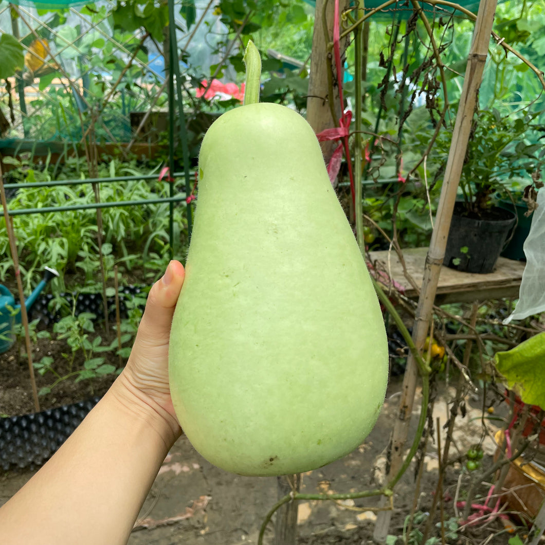 有機葫蘆瓜 Organic Bottle Gourd