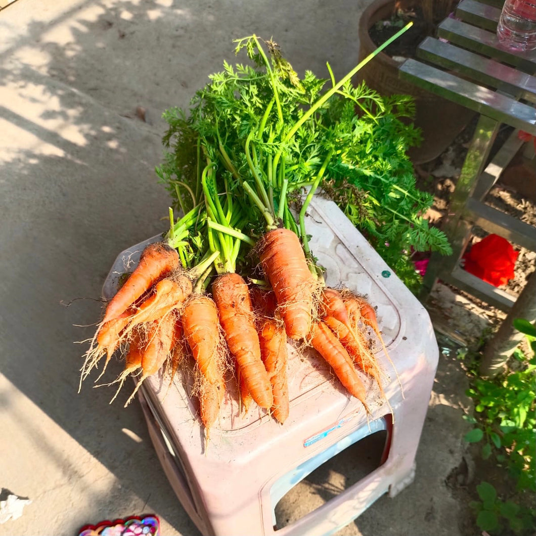 Organic Carrot 600g