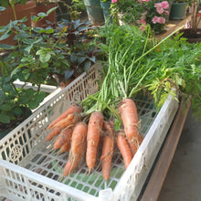 Load image into Gallery viewer, Organic Carrot 600g
